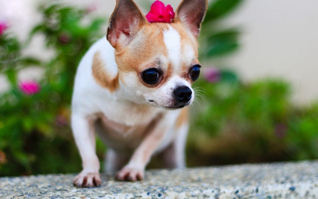 تحتوي هذه الصورة على سمة alt فارغة; اسم الملف هو chihuahua-pets-dogs-cute-animals-blur-1024x640.jpg