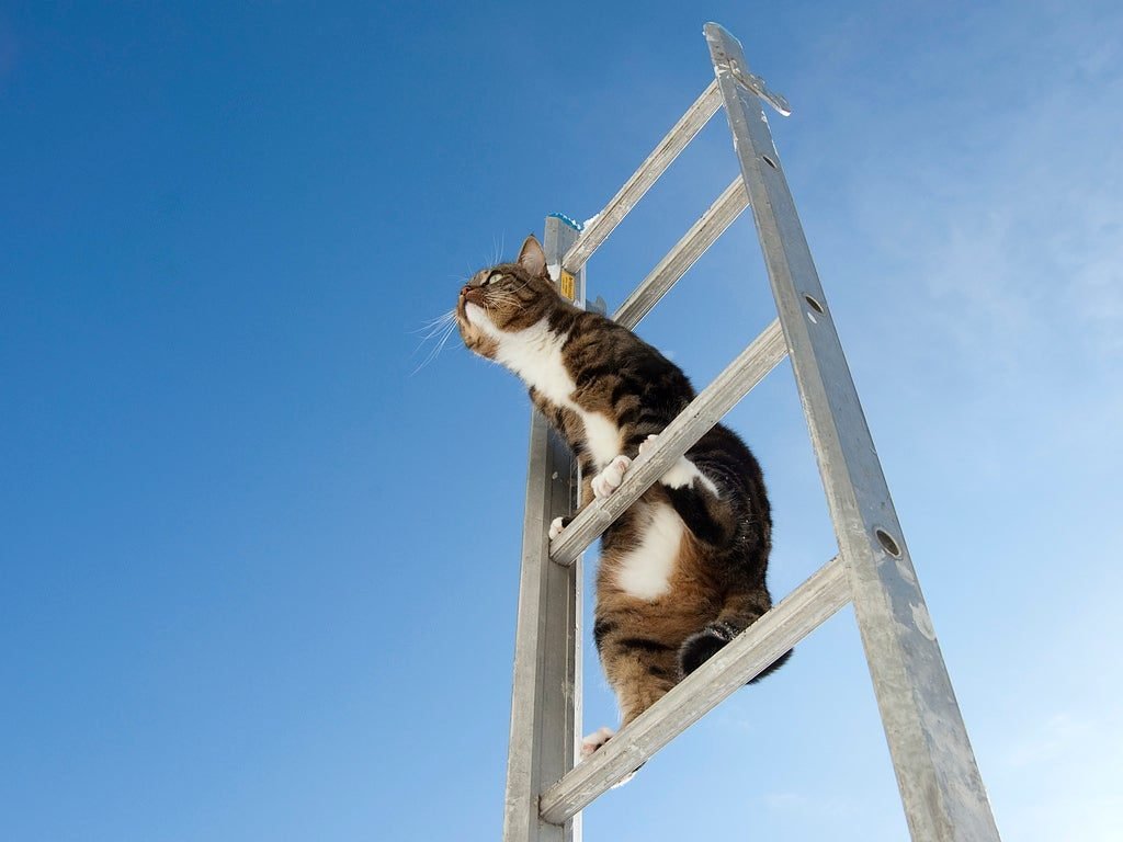 القطط والأماكن المرتفعة لماذا تحب البقاء بعيد ا Pets Grow ما العلاقة بين القطط والأماكن المرتفعة