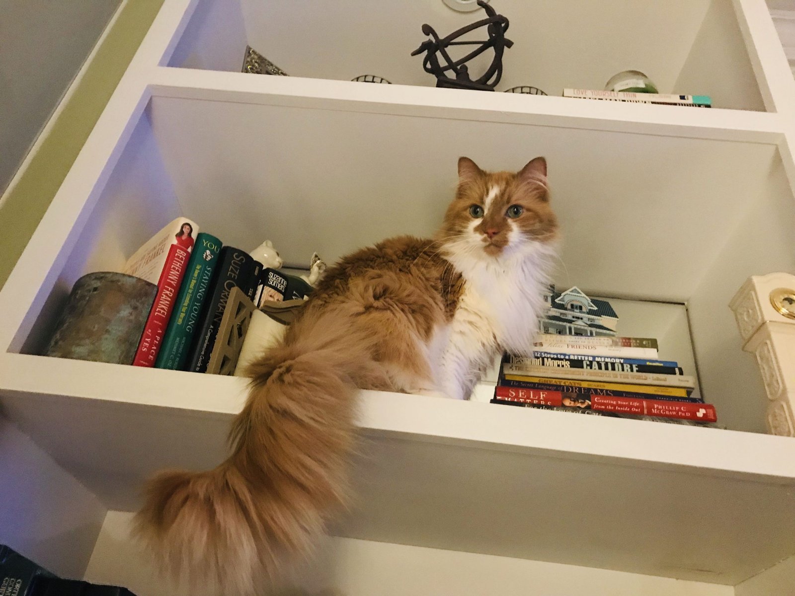 القطط والأماكن المرتفعة لماذا تحب البقاء بعيد ا Pets Grow ما العلاقة بين القطط والأماكن المرتفعة
