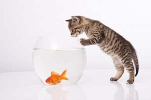 متى يكون أكل السمك مضرًا للقطط