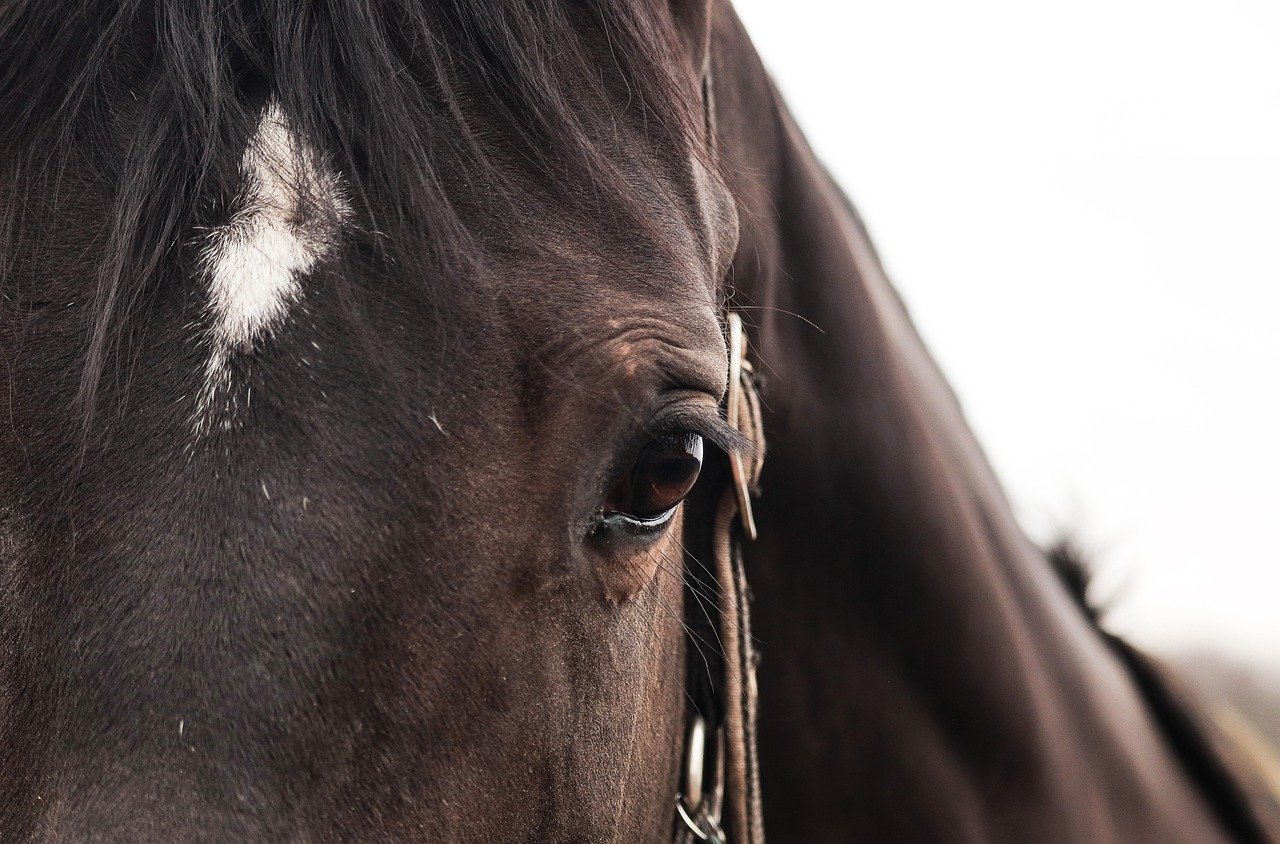 التهابات العين في الخيول.. أعراضها وعلاجها - Pets grow ...