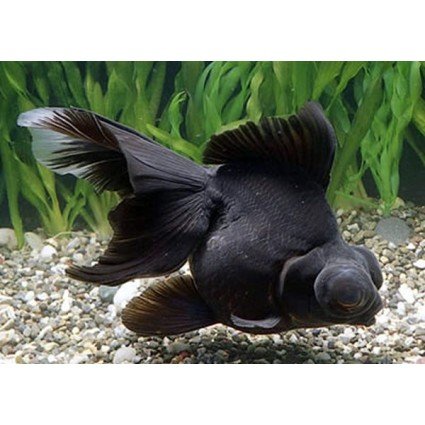 سمكة البلاك مور