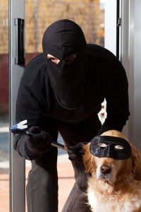 سرقة الكلاب