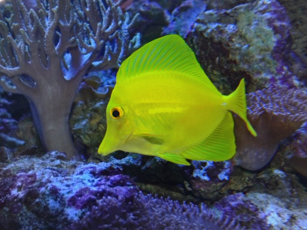 سمكة التانج الصفراء