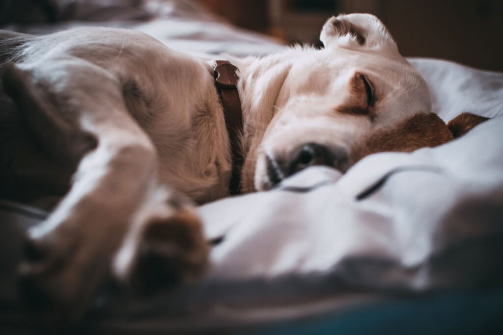 إذا كان كلبك ينام في سريرك.. توقف عن هذا فورًا