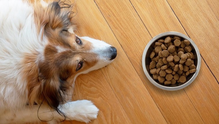 الكلاب تصاب بحساسية الغذاء