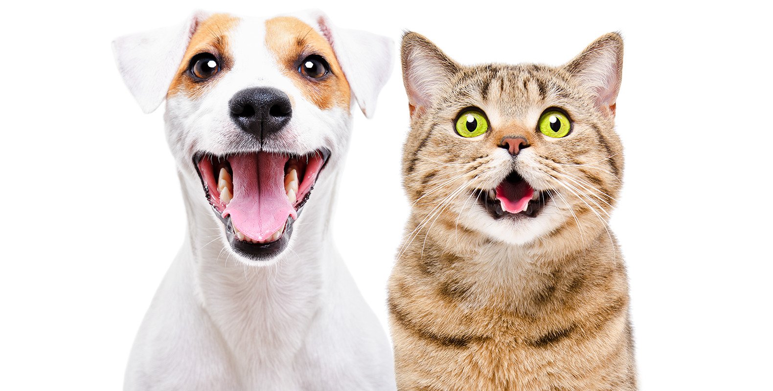 العناية بالأسنان للقطط والكلاب