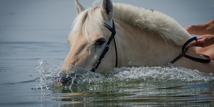 علاج الخيول بالسباحة