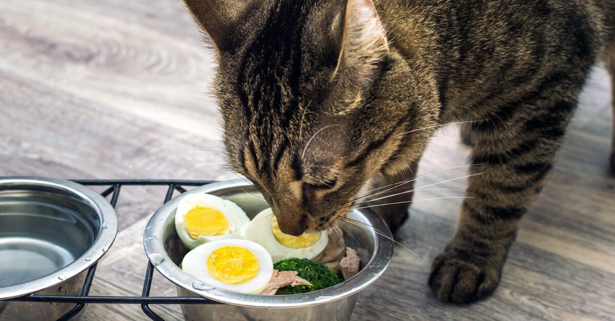 القطط أكل البيض
