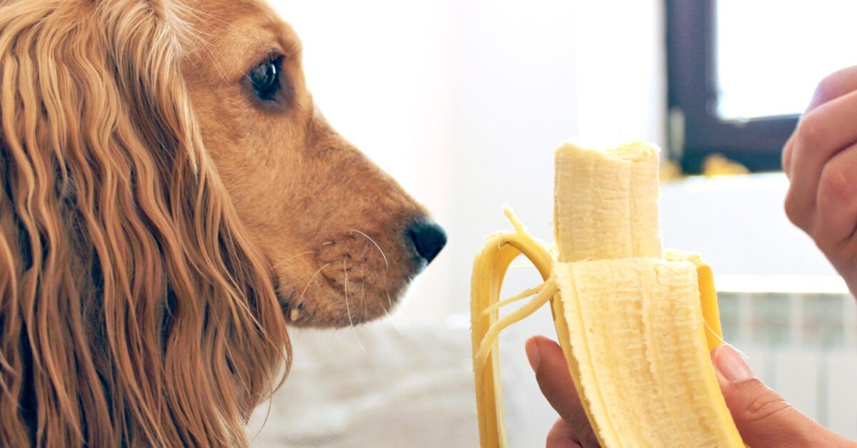 الكلاب أن تأكل الموز