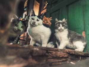 A group of feral cats
