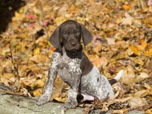 German shorthair pointer puppy, Pomfret, Connecticut, USA