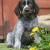 german shorthaired pointer dogs puppies