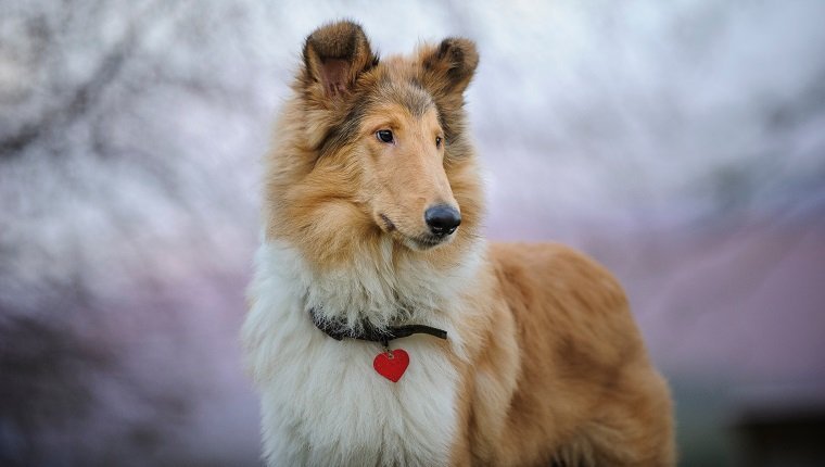 8 طرق للتعبير عن حبك لكلبك في عيد الحب