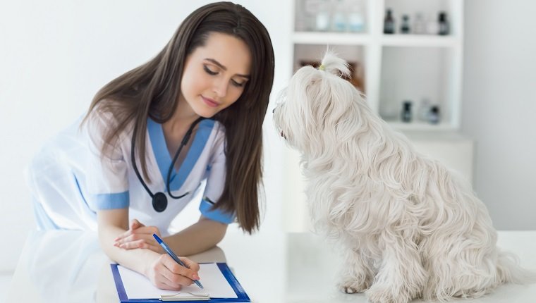 التهاب الحويضة والكلية في الكلاب