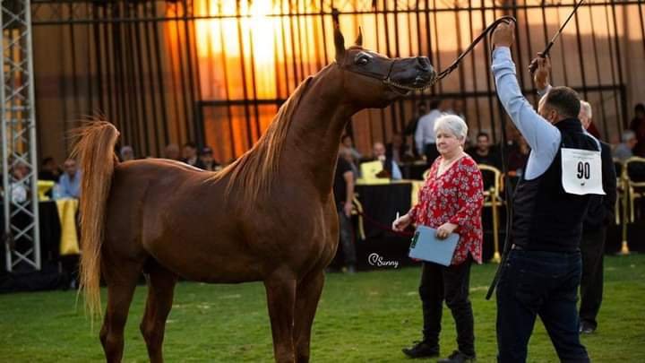 مهرجان تراث الخيول العربية الأصيلة