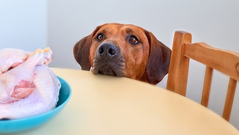التسمم الغذائي في الكلاب