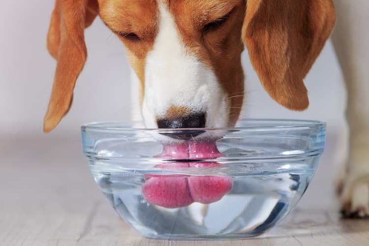 الماء وصحة الكلب
