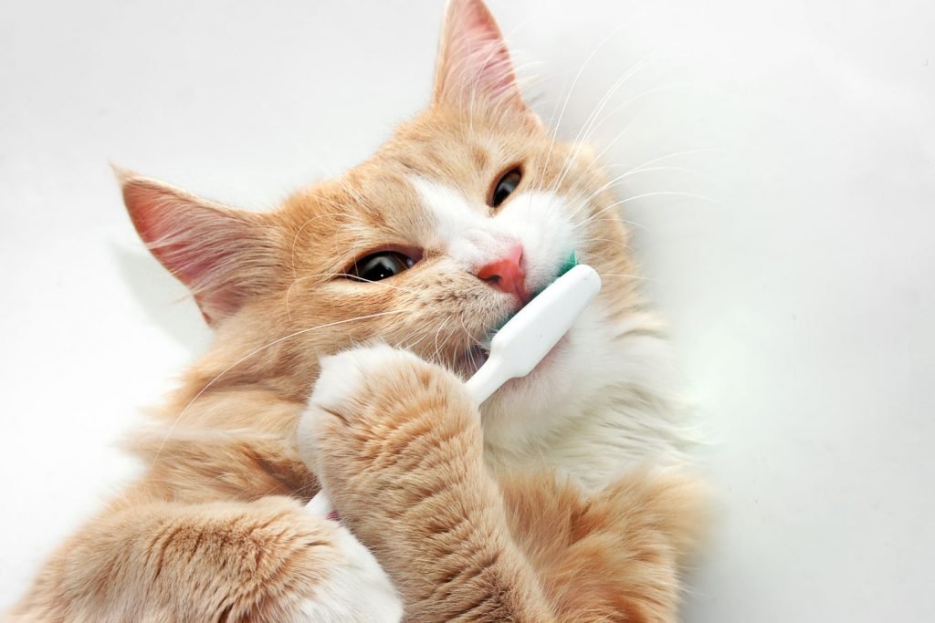 تسوس أسنان القطط
