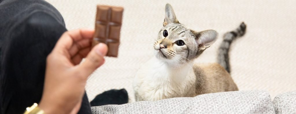 القطط والشوكولاتة