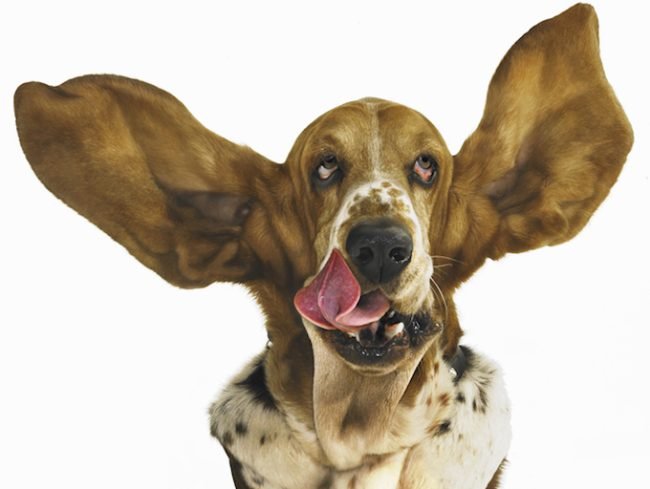كيسات الأذن في الكلاب