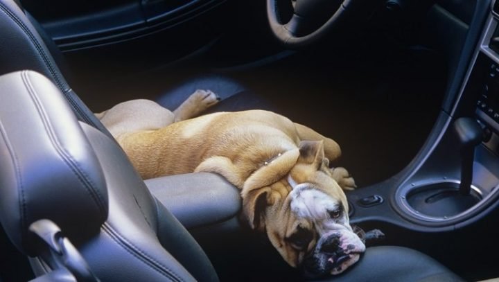 كلبًا في سيارة ساخنة